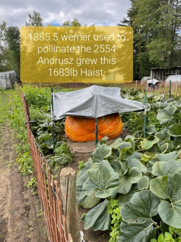 2554 Andrusz22<br>(2365 Wolf x 1885.5 Werner) - Image 7