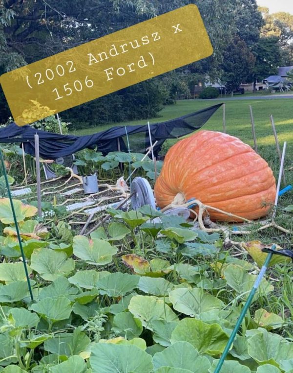 2002 Andrusz21<br>(2200 Wolf x self) - Image 5
