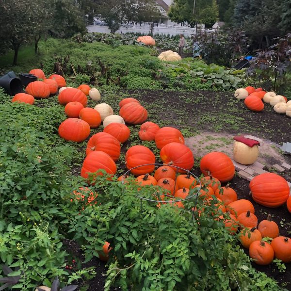 Andrusz Giants – Giant Pumpkin Seeds in Buffalo, NY