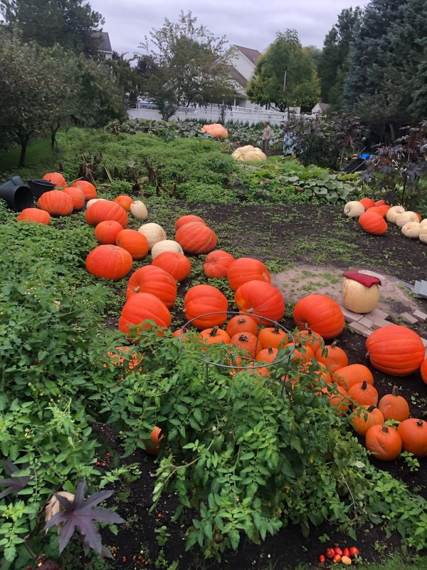 Andrusz Select Orange Prizewinner Seeds