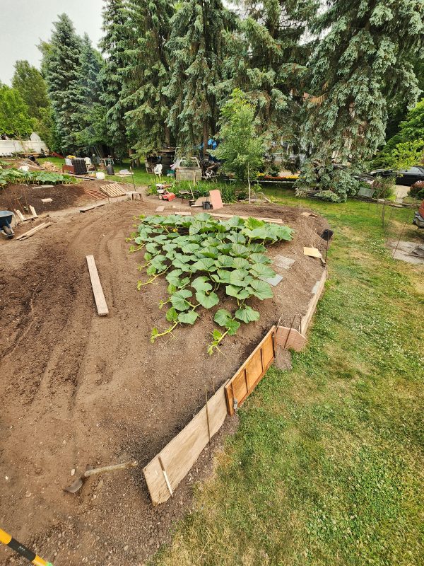 2251 ANDRUSZ(23) (2405Gunstrom x 2365Wolf) - Image 38