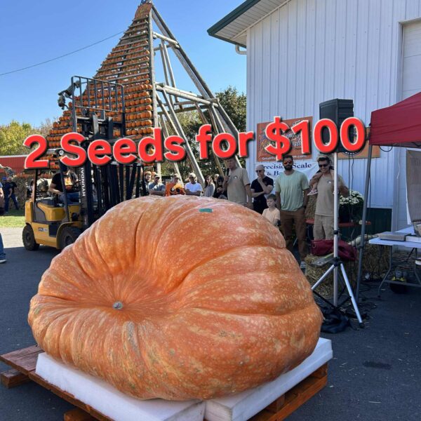 2 for 100$ 2477.5 Andrusz