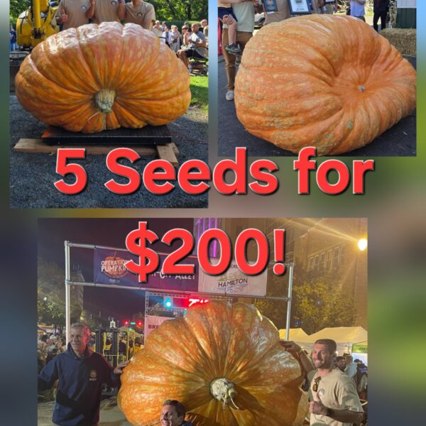 2025 Grower of the year Special 1x 2518 2x 2477.5 2x 2114.5